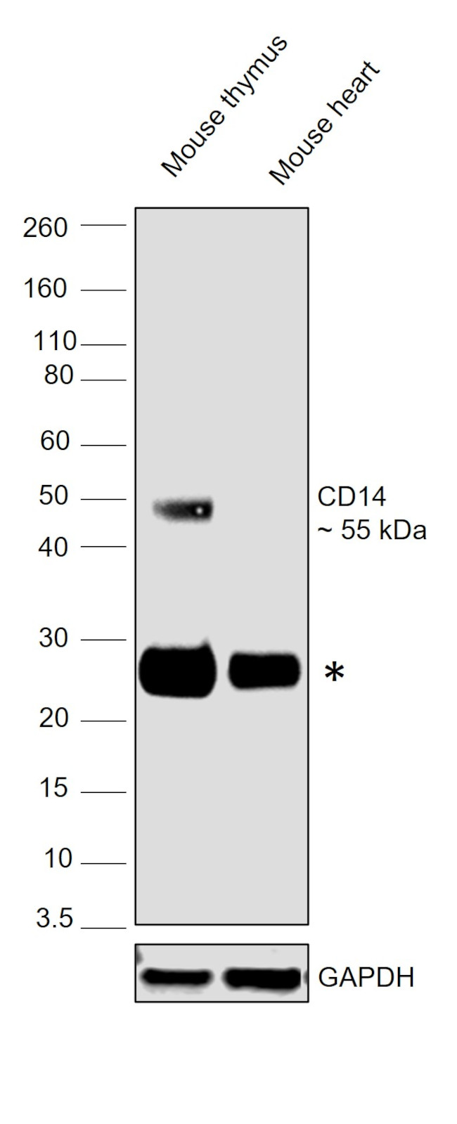 CD14 Antibody