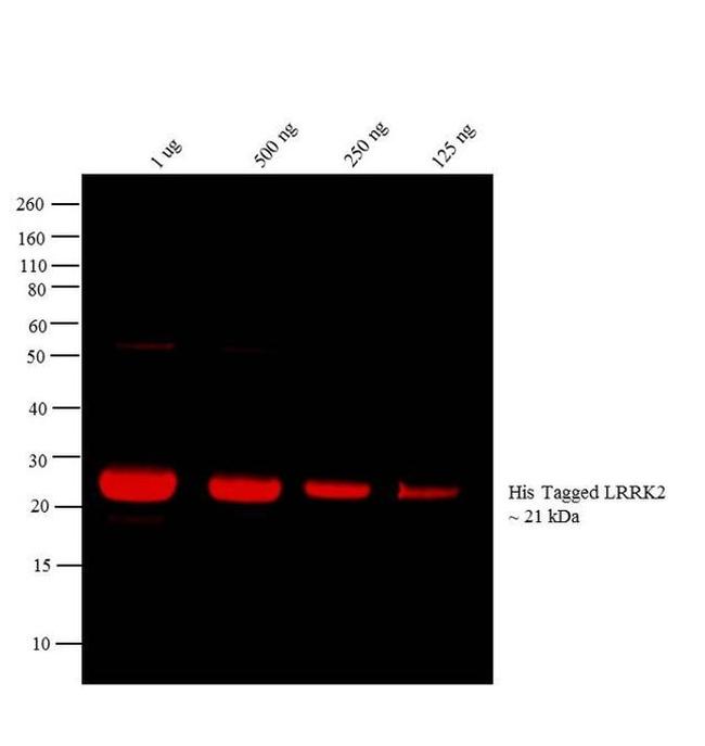 6x-His Tag Antibody in Western Blot (WB)