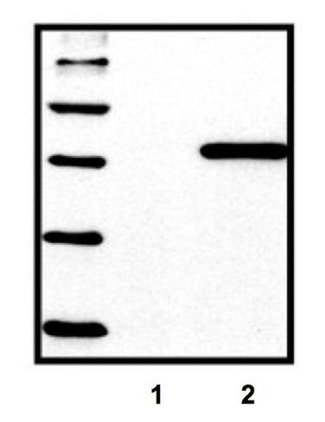 6x-His Tag Antibody in Western Blot (WB)