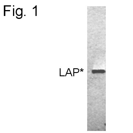 C/EBP beta Antibody in Western Blot (WB)