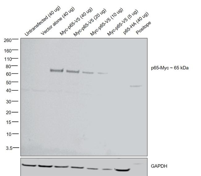 c-Myc Antibody in Western Blot (WB)