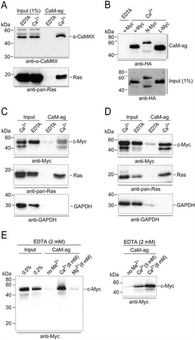 Pan Ras Antibody in Western Blot (WB)