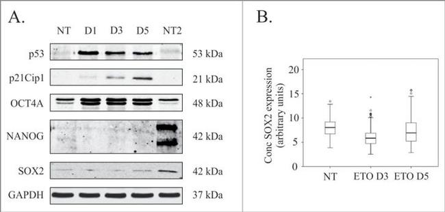 SOX2 Antibody in Western Blot (WB)