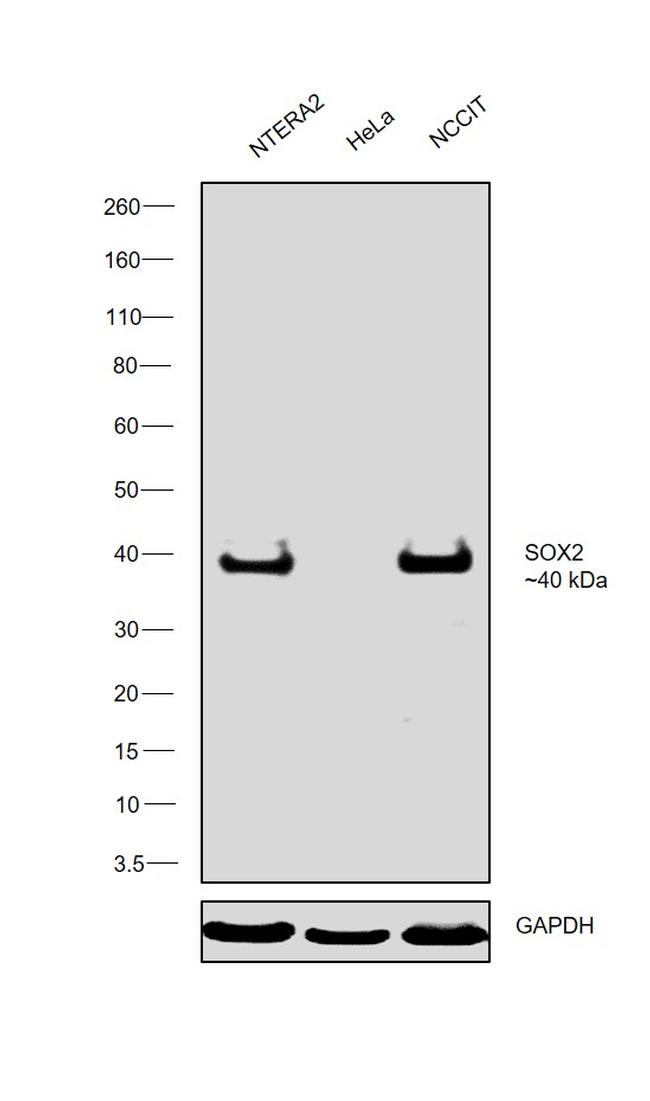 SOX2 Antibody in Western Blot (WB)