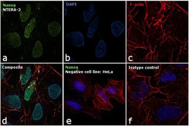 Nanog Antibody in Immunocytochemistry (ICC/IF)