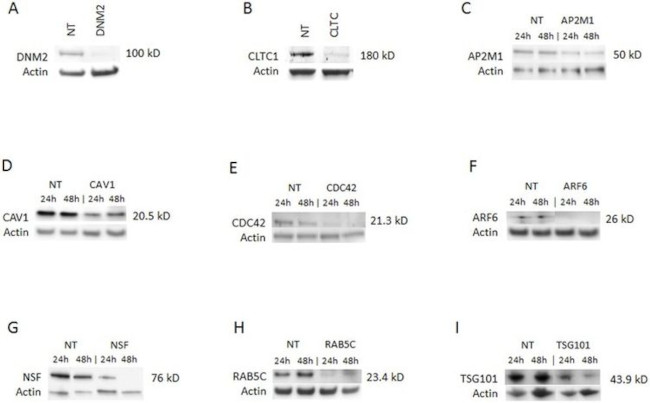 Cdc42 Antibody in Western Blot (WB)