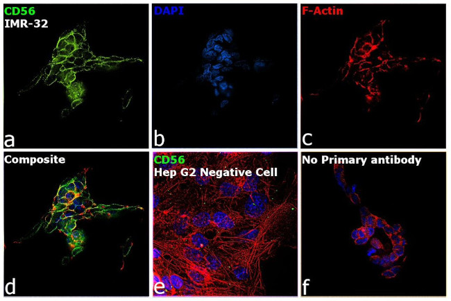 CD56 Antibody in Immunocytochemistry (ICC/IF)