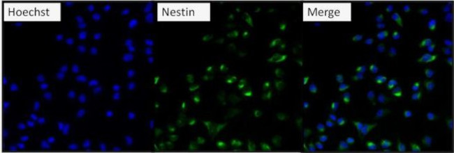 Nestin Antibody in Immunocytochemistry (ICC/IF)