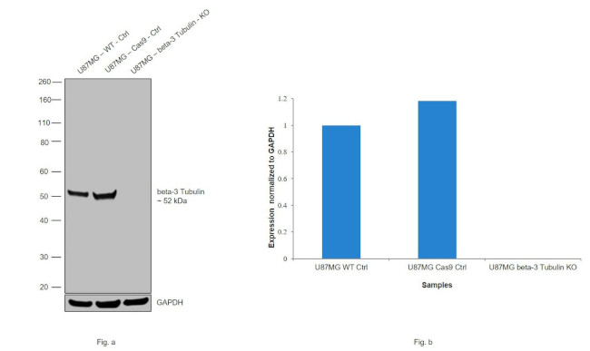 beta-3 Tubulin Antibody