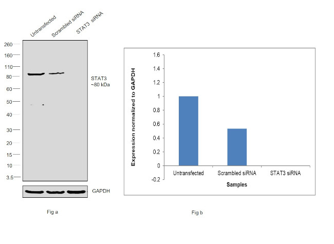 STAT3 Antibody