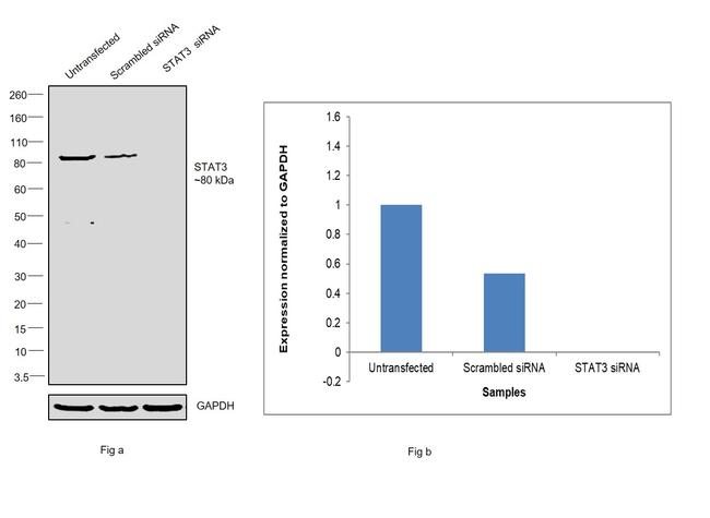 STAT3 Antibody in Western Blot (WB)