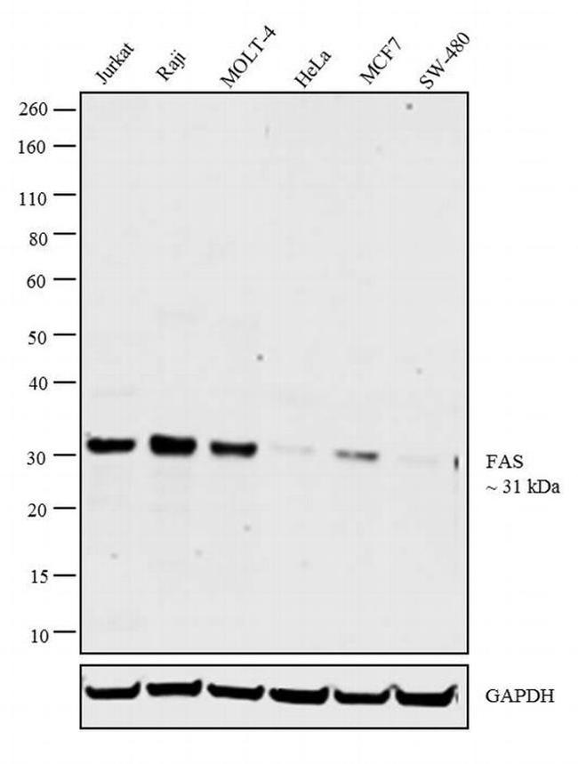 FAS Antibody in Western Blot (WB)