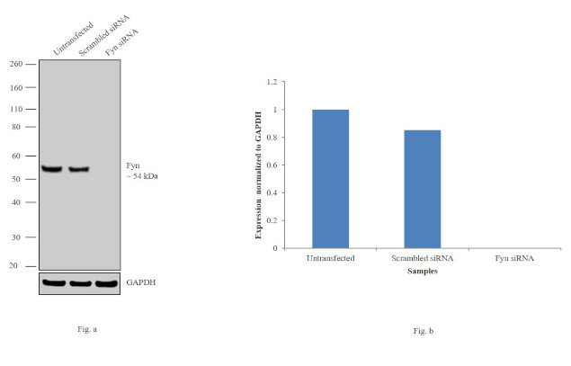 Fyn Antibody