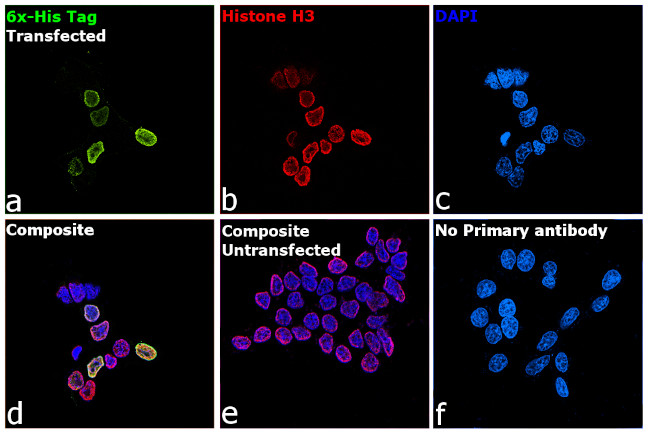 6x-His Tag Antibody in Immunocytochemistry (ICC/IF)