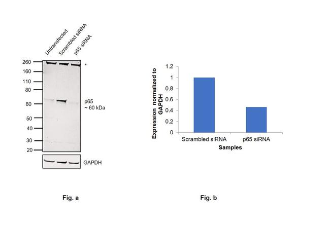 NFkB p65 Antibody in Western Blot (WB)