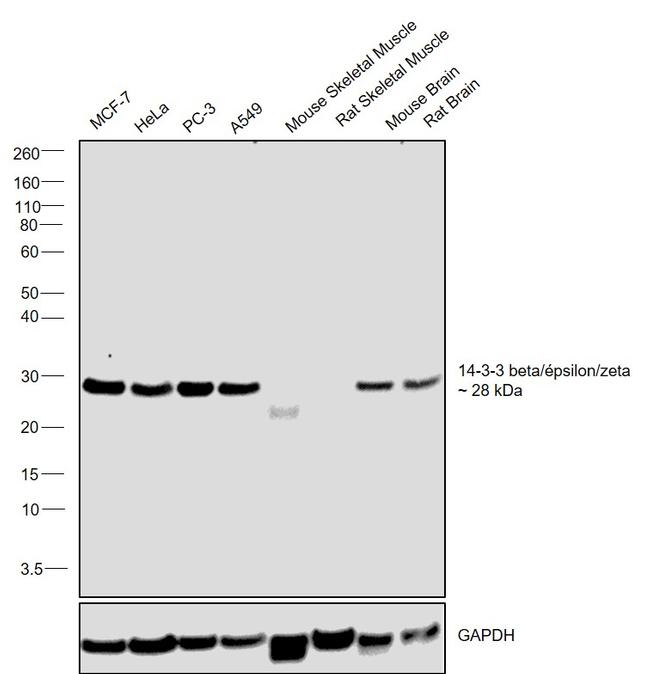 14-3-3 beta/epsilon/zeta Antibody in Western Blot (WB)