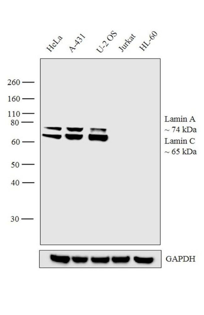 Lamin A/C Antibody