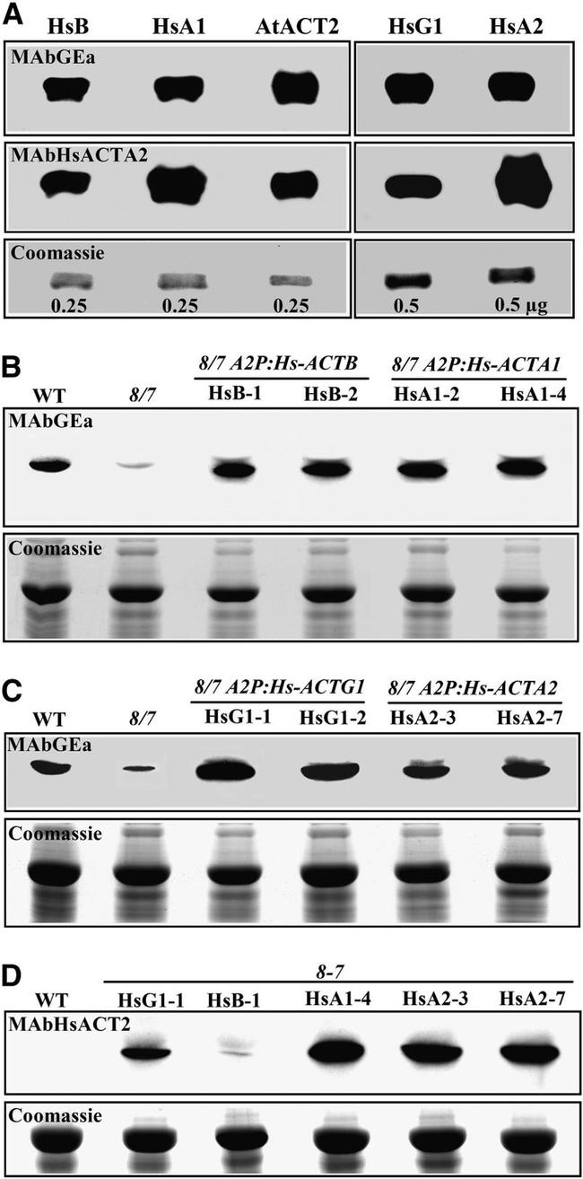 Actin Antibody in Western Blot (WB)