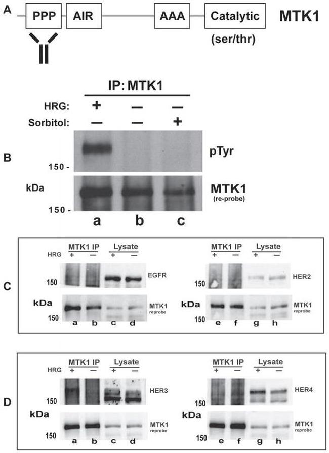 Actin Antibody in Western Blot (WB)