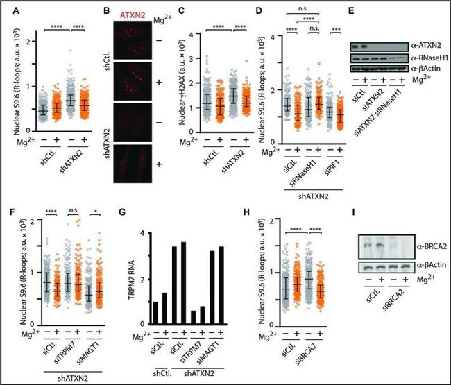 Actin Antibody in Western Blot (WB)