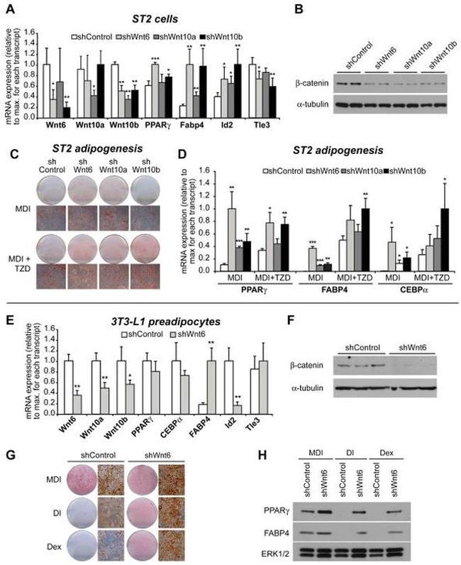 alpha Tubulin Antibody in Western Blot (WB)