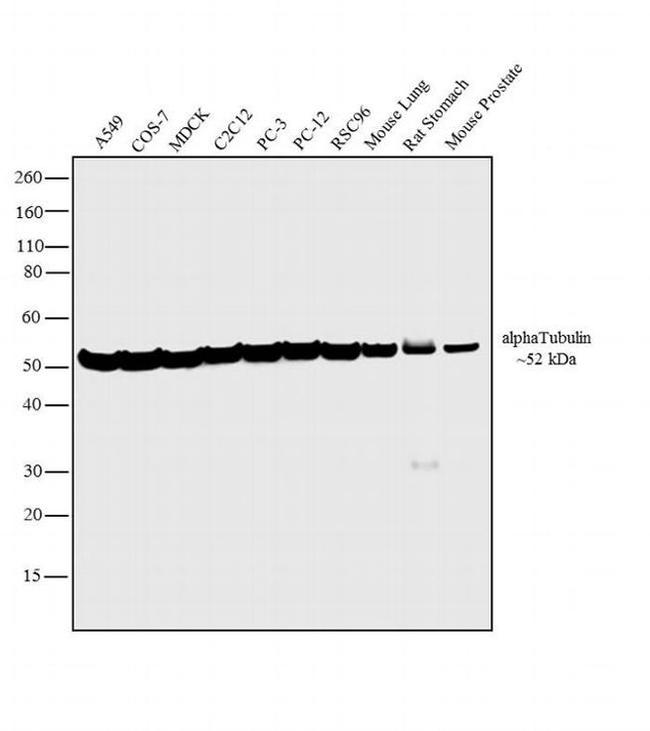 alpha Tubulin Antibody in Western Blot (WB)