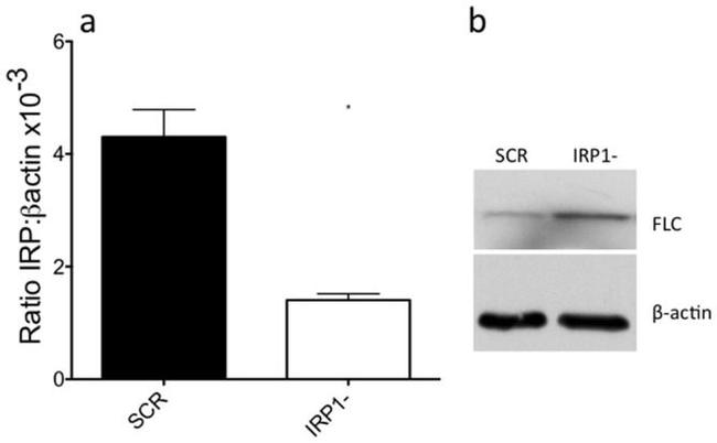 beta Actin Antibody in Western Blot (WB)