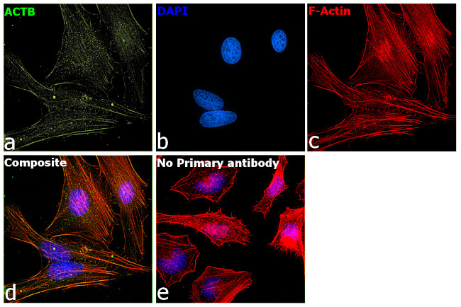 beta Actin Antibody in Immunocytochemistry (ICC/IF)