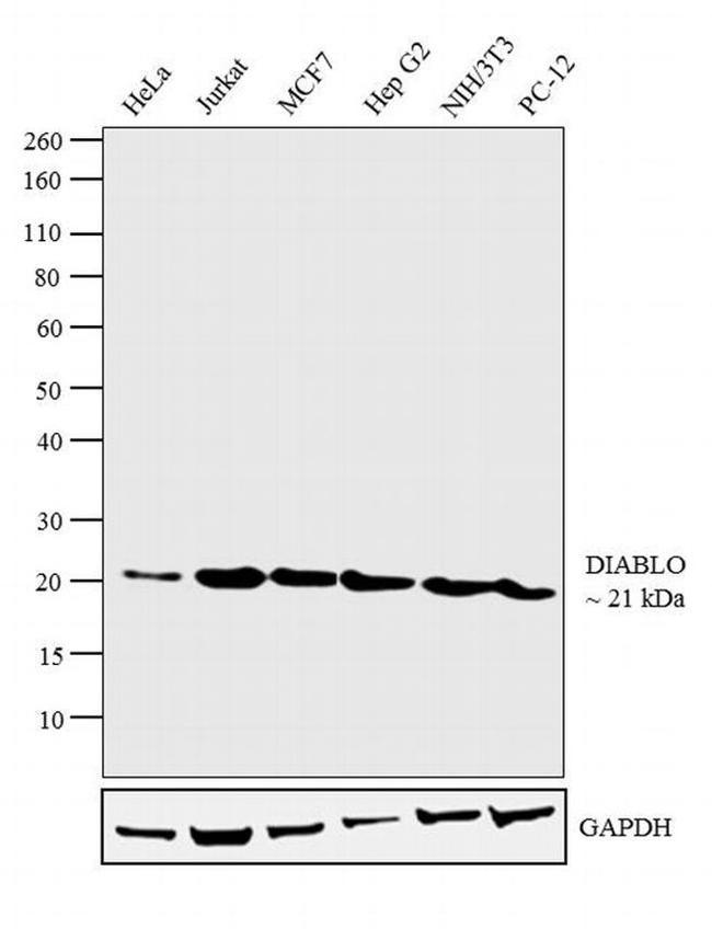 DIABLO Antibody in Western Blot (WB)