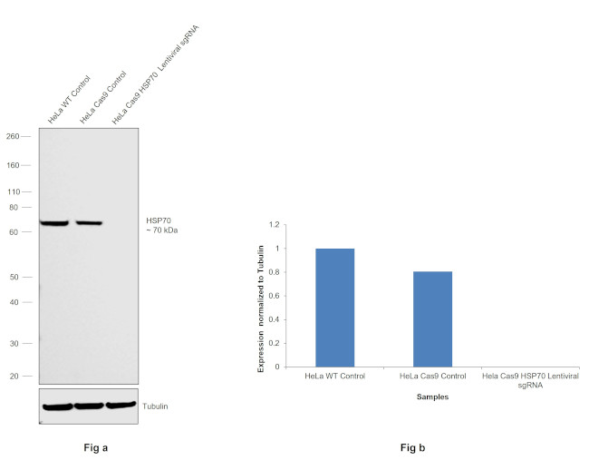 HSP70 Antibody