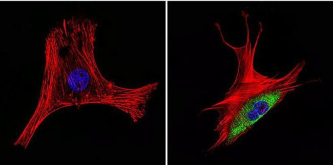 HSP60 Antibody in Immunocytochemistry (ICC/IF)