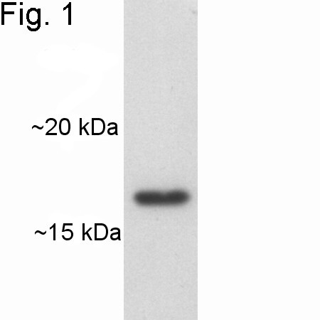 ARF1/ARF3/ARF5/ARF6 Antibody in Western Blot (WB)