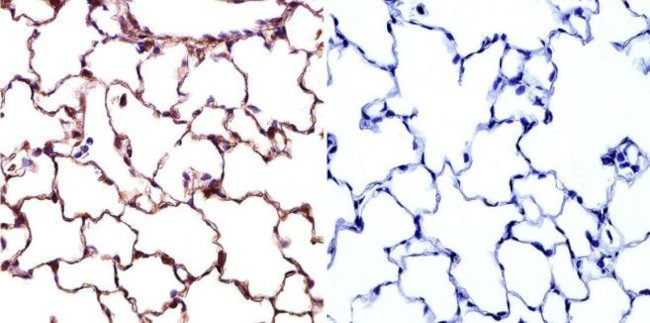 Caveolin 1 Antibody in Immunohistochemistry (Paraffin) (IHC (P))