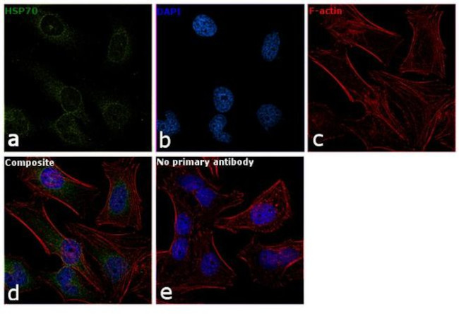 HSP70 Antibody in Immunocytochemistry (ICC/IF)