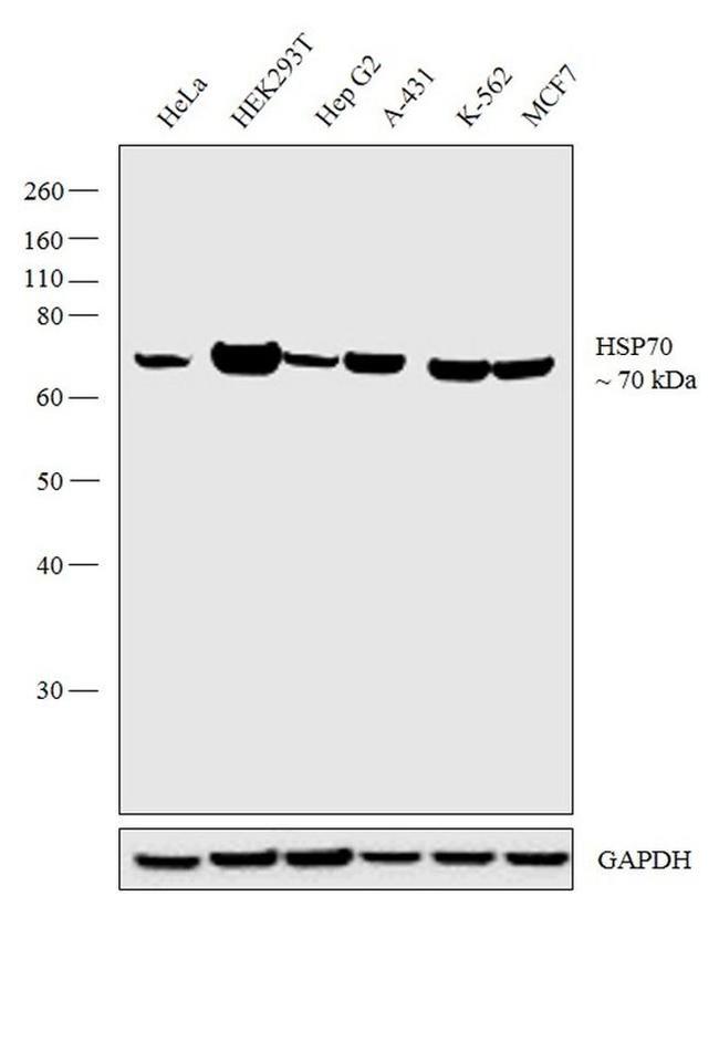 HSP70 Antibody in Western Blot (WB)