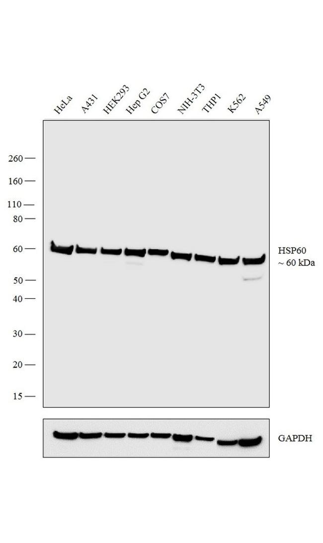 HSP60 Antibody in Western Blot (WB)