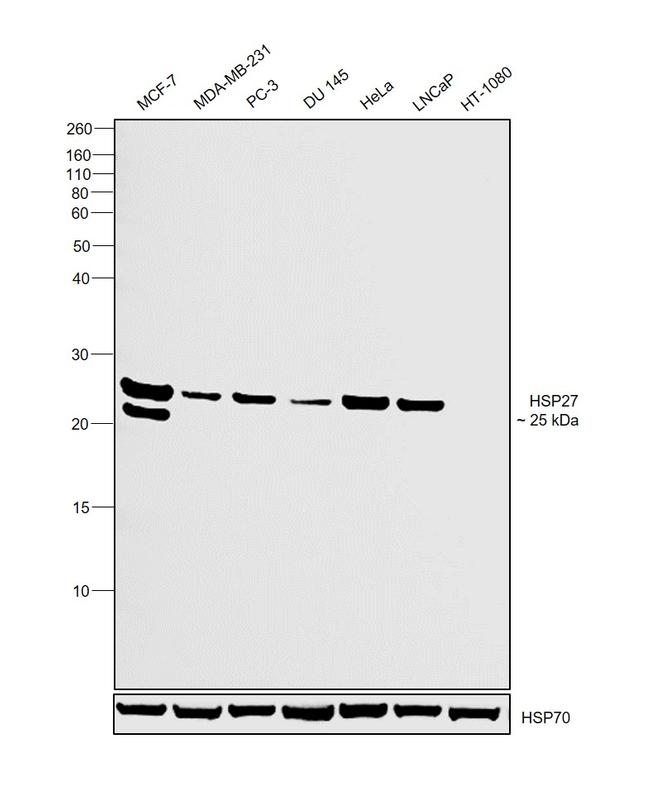 HSP27 Antibody in Western Blot (WB)