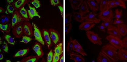 HSP27 Antibody in Immunocytochemistry (ICC/IF)