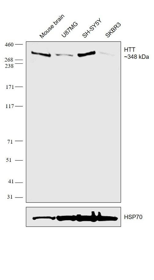 Huntingtin Antibody