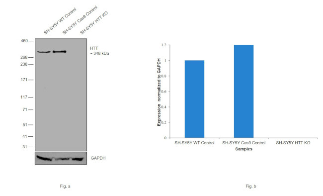 Huntingtin Antibody