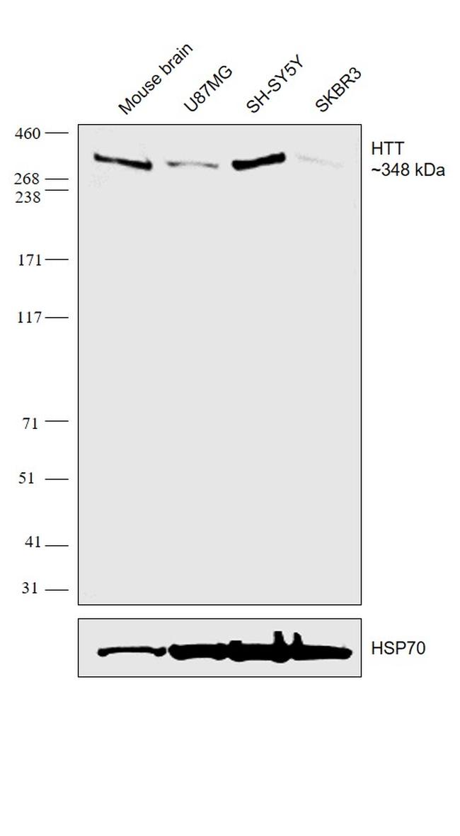 Huntingtin Antibody in Western Blot (WB)