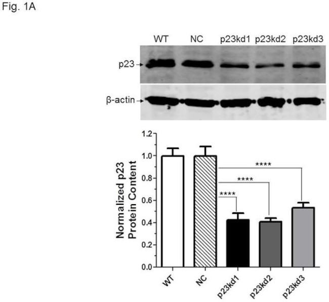 p23 Antibody in Western Blot (WB)