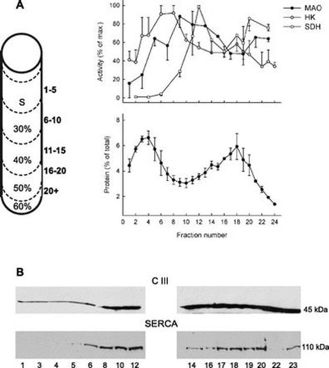 SERCA2 ATPase Antibody in Western Blot (WB)