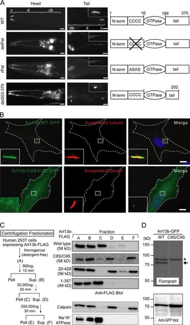 Mu-Calpain Antibody in Western Blot (WB)