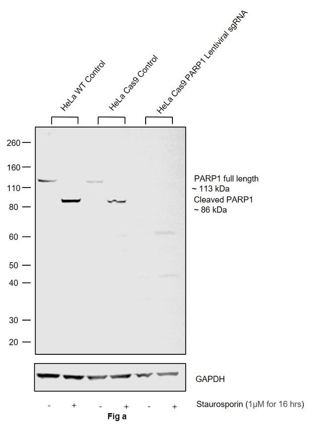 PARP1 Antibody in Western Blot (WB)