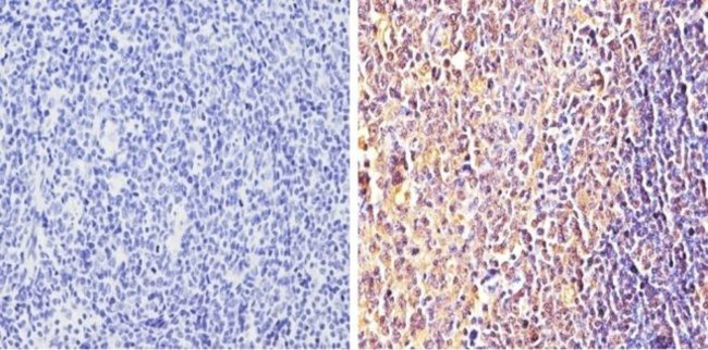 alpha Synuclein Antibody in Immunohistochemistry (Paraffin) (IHC (P))