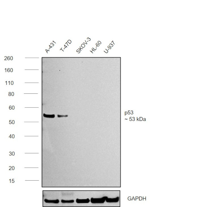 p53 Antibody