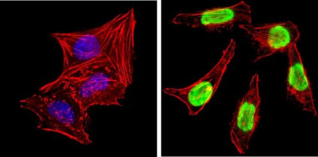 Ku80 Antibody in Immunocytochemistry (ICC/IF)