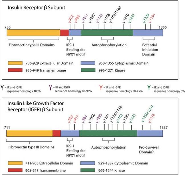 INSR alpha Antibody