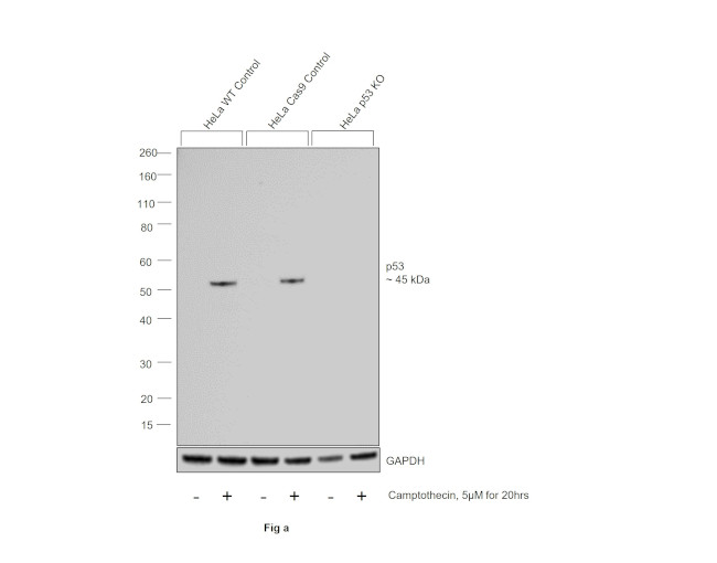 p53 Antibody